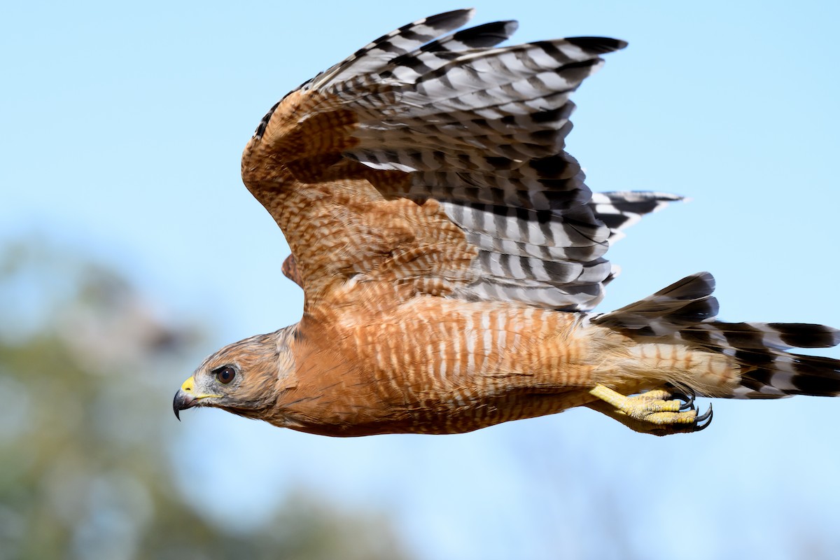 Red-shouldered Hawk - Mike Beggs