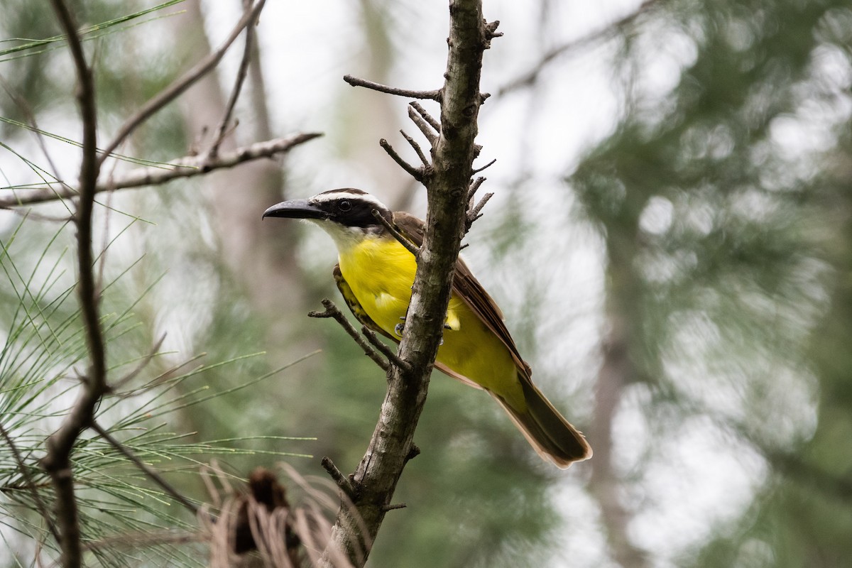 Boat-billed Flycatcher - ML622685430