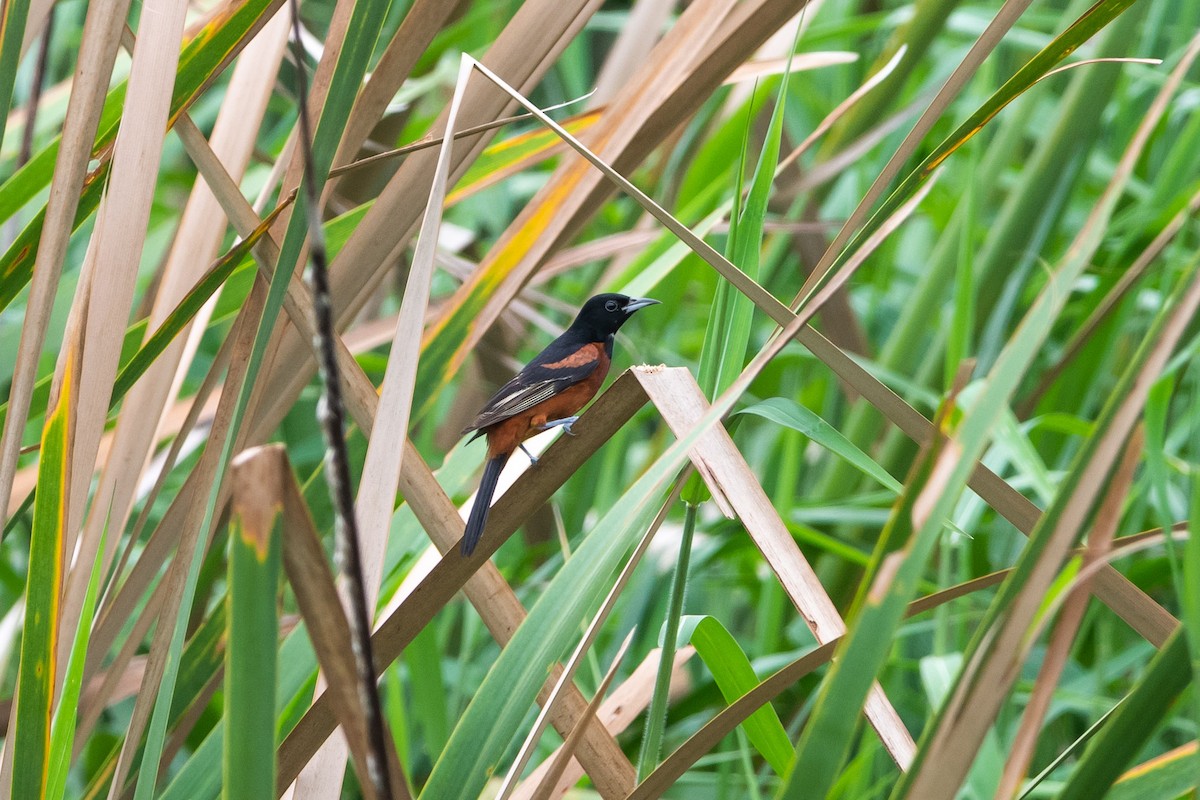 Orchard Oriole - ML622685433