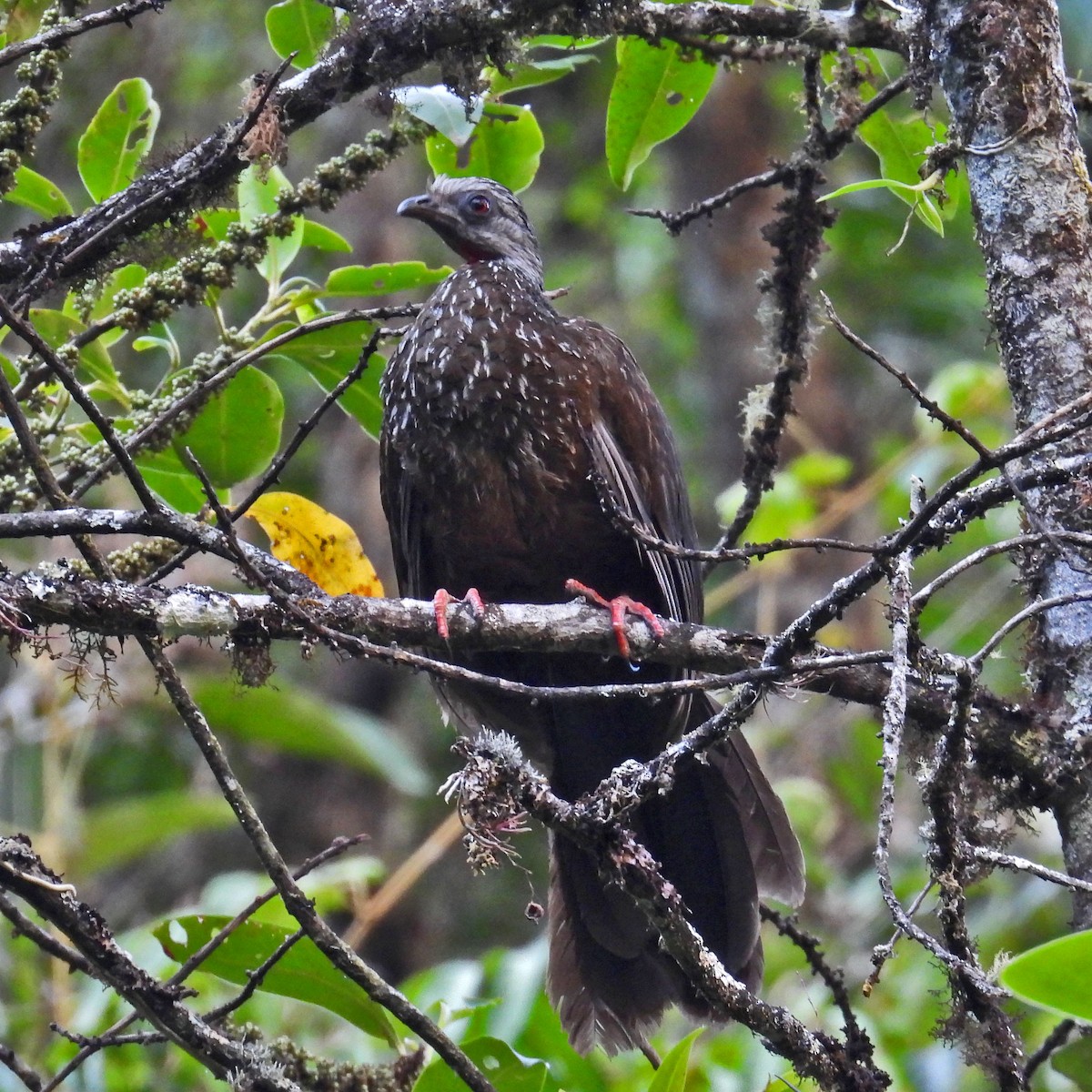 Andean Guan - ML622685442