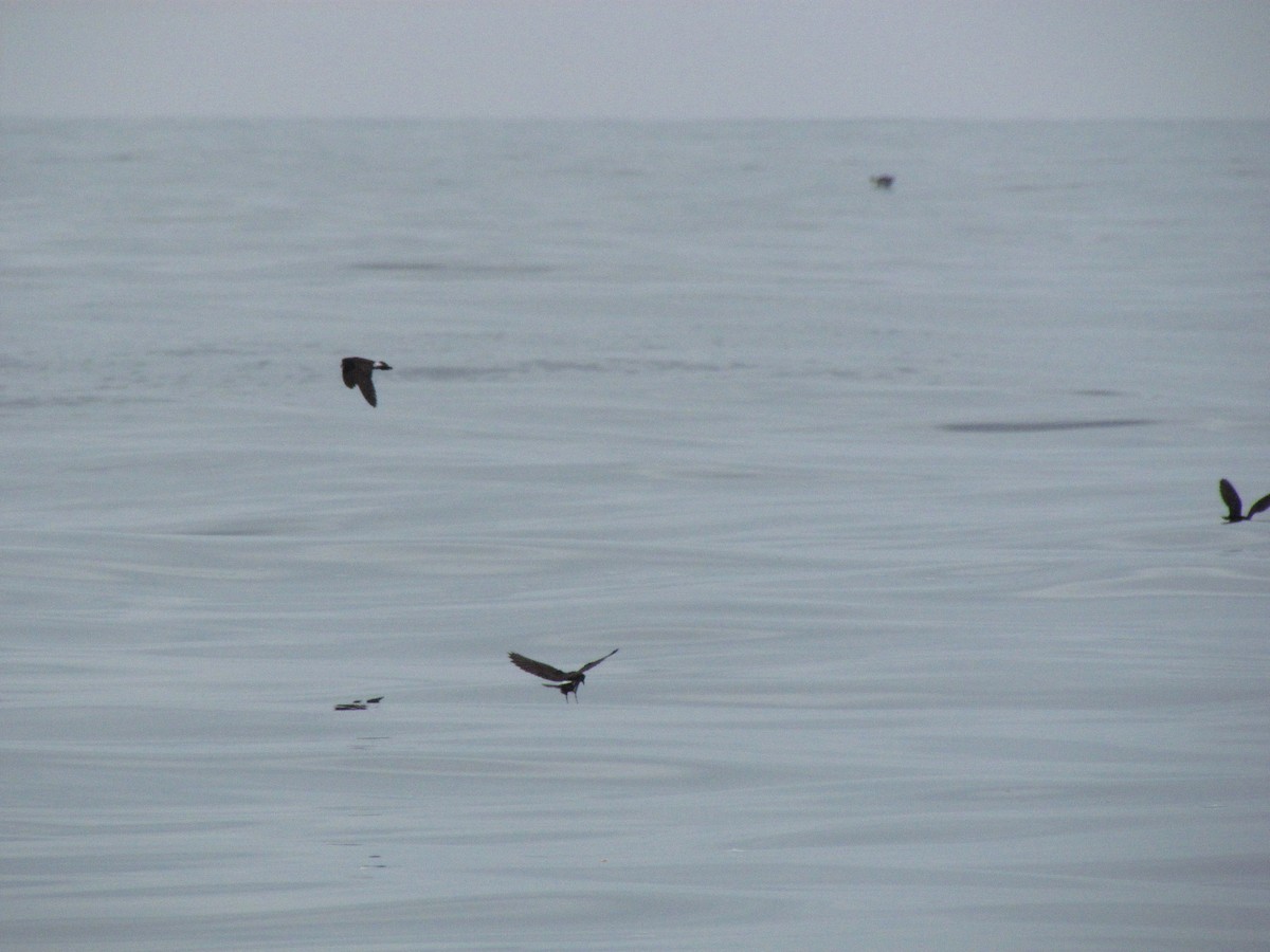 Ekaitz-txori txikia - ML62268551