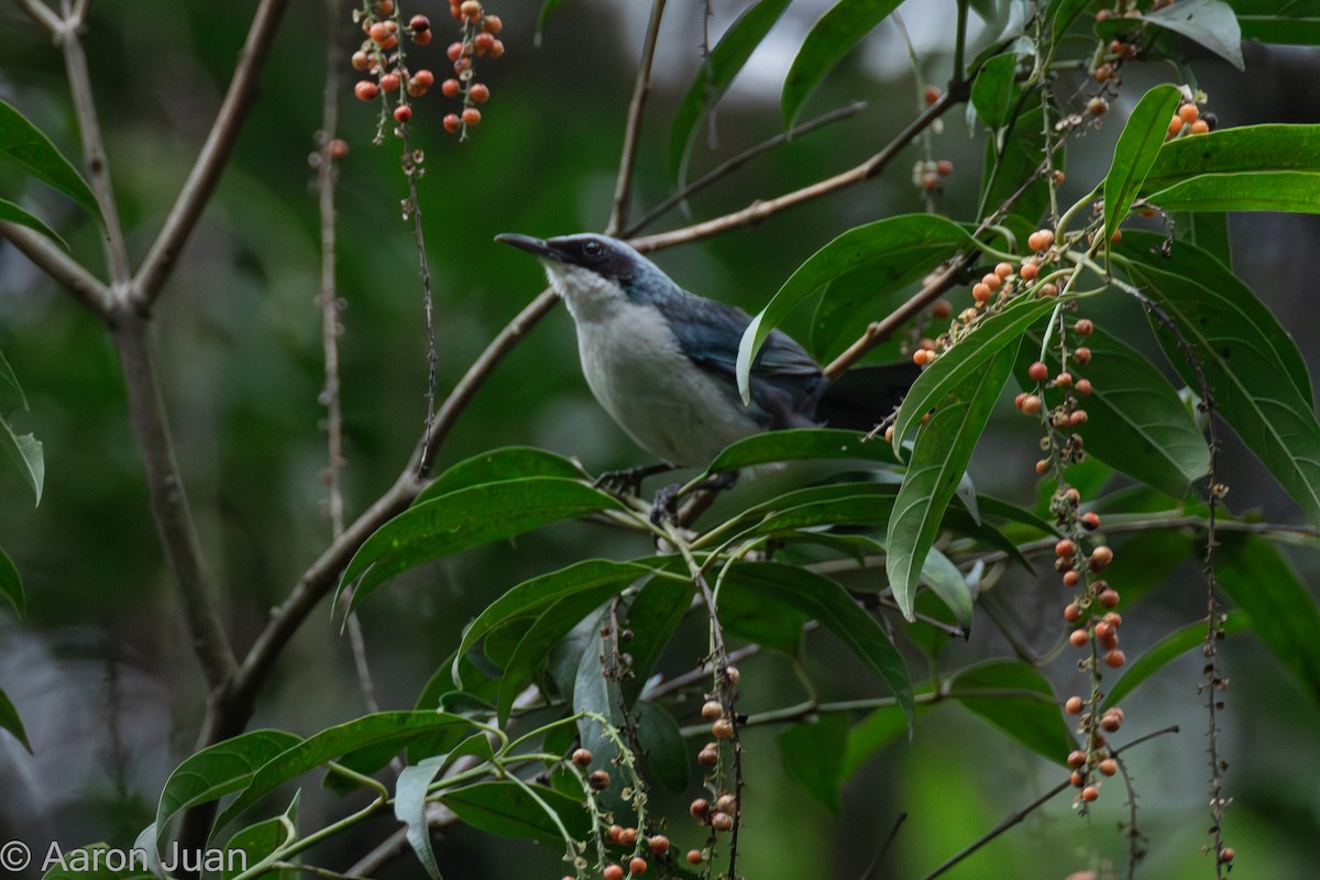 Blue-and-white Mockingbird - ML622685542