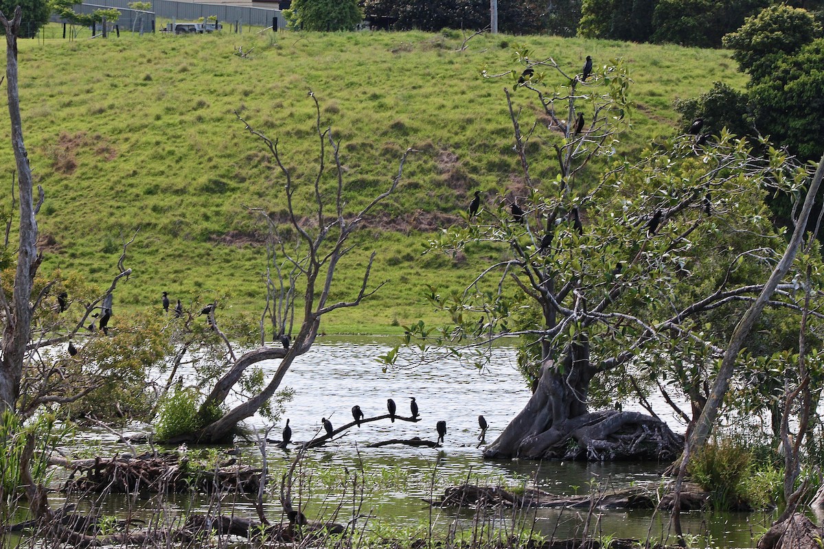 Little Black Cormorant - ML622685551