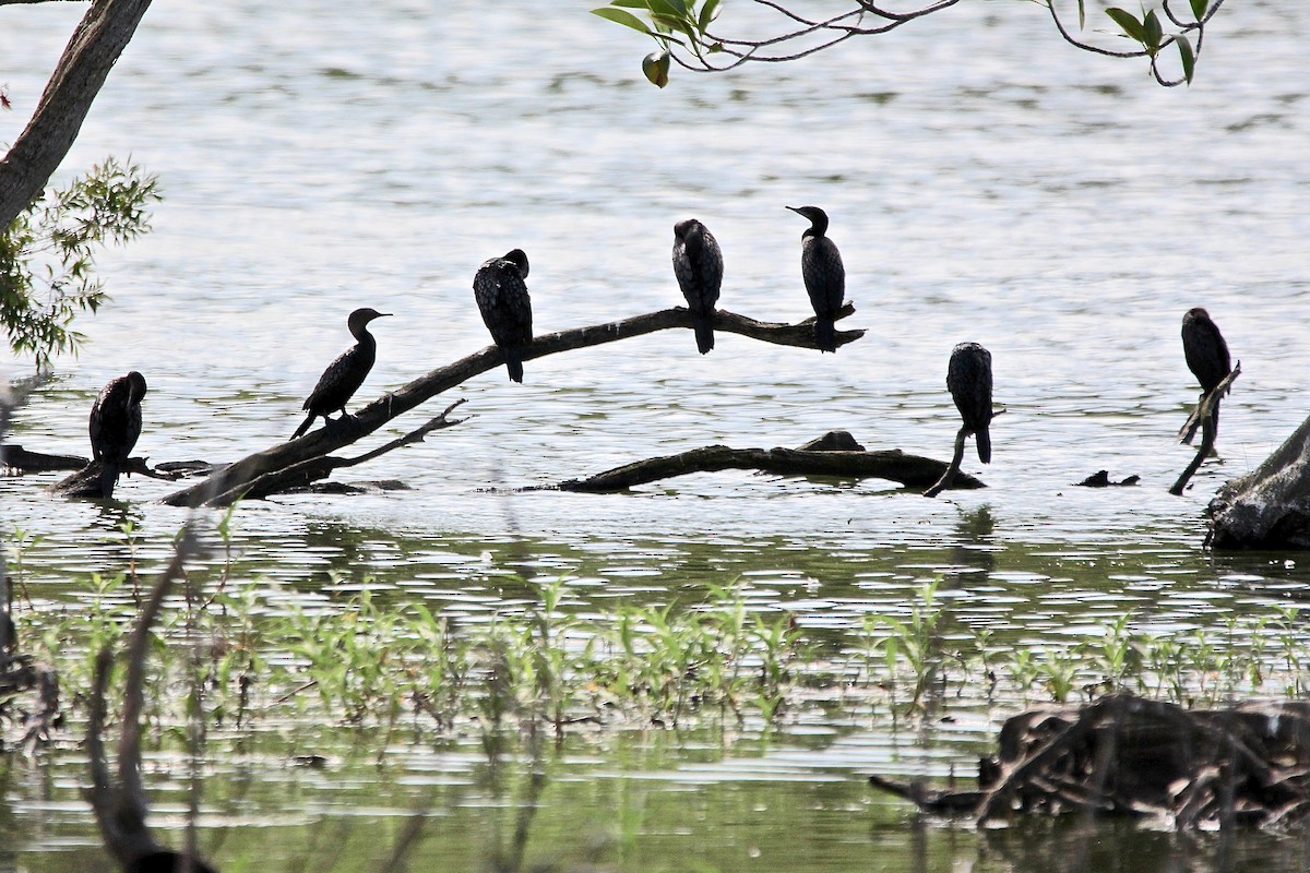 Little Black Cormorant - ML622685552