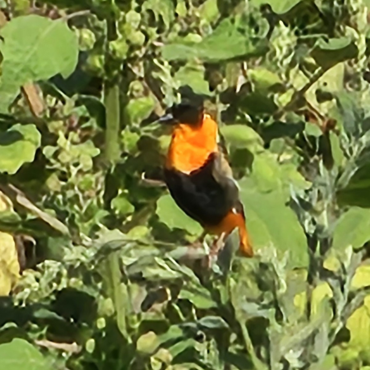 Northern Red Bishop - Graeme Hinde