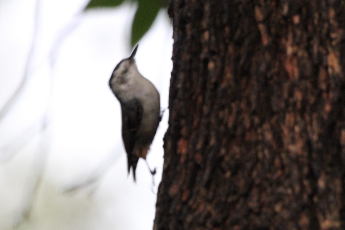 White-breasted Nuthatch - Karen Blocher