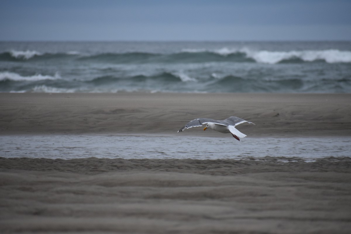 Western Gull - Ann Robben Dott