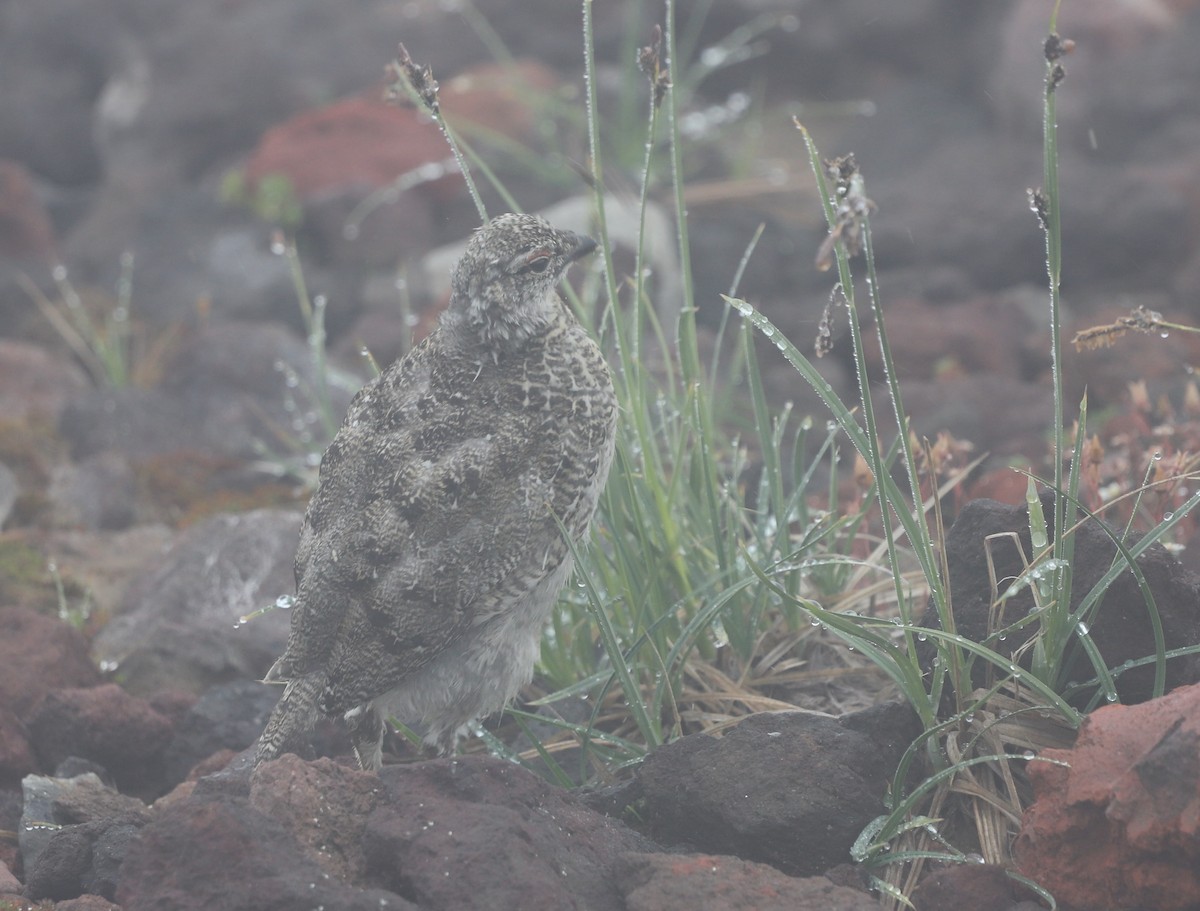 White-tailed Ptarmigan - Andrew S. Aldrich