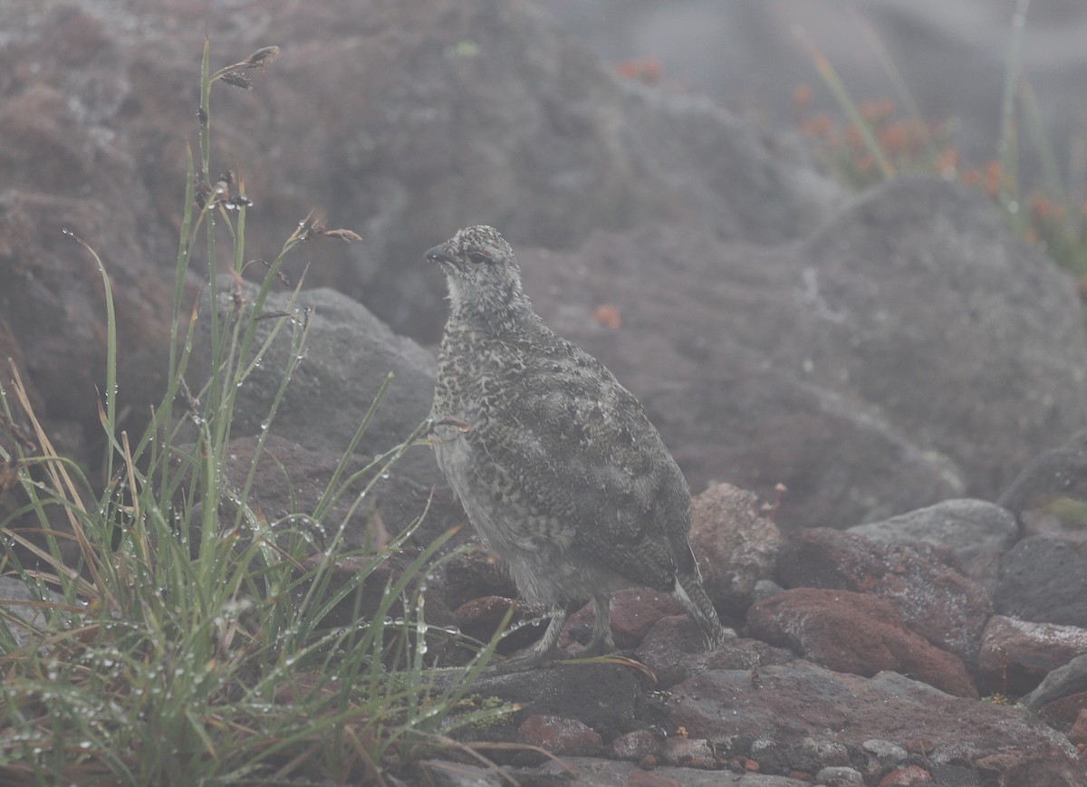 White-tailed Ptarmigan - Andrew S. Aldrich