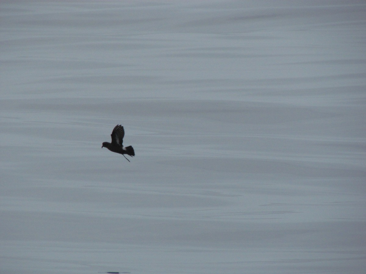 Ekaitz-txori txikia - ML62268561