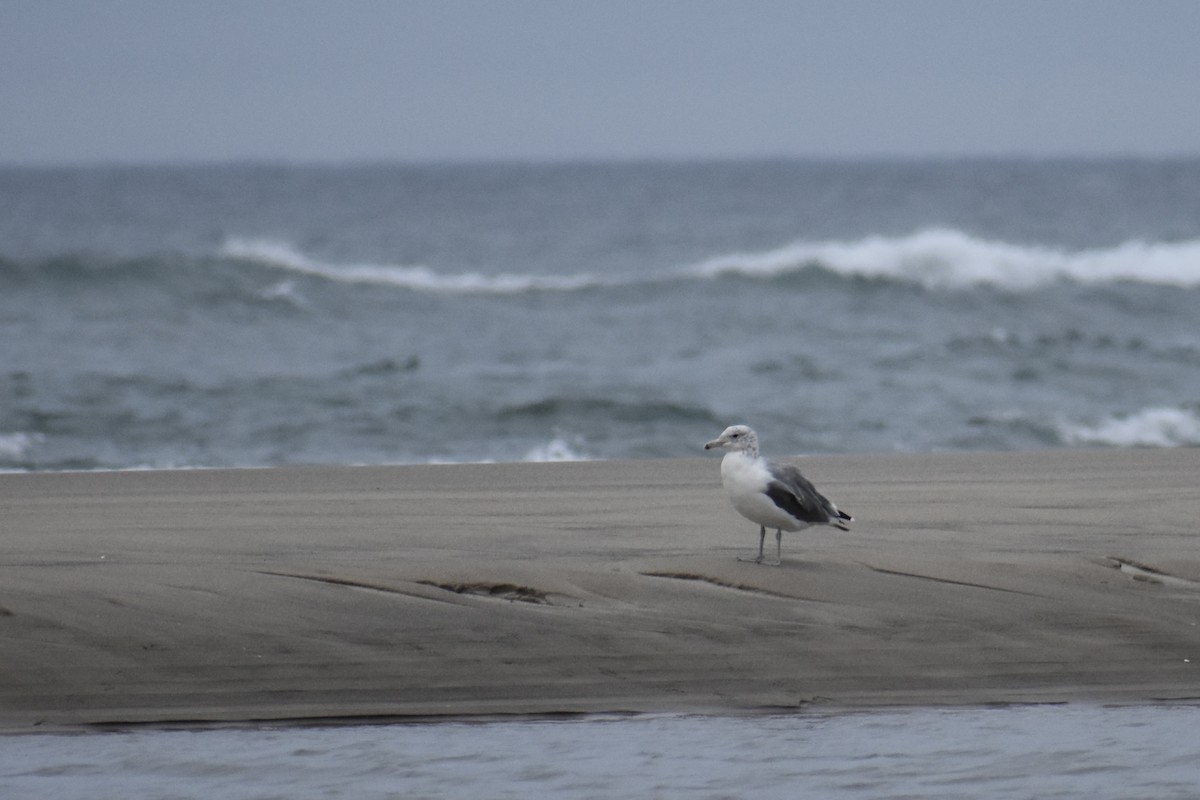 Western Gull - Ann Robben Dott