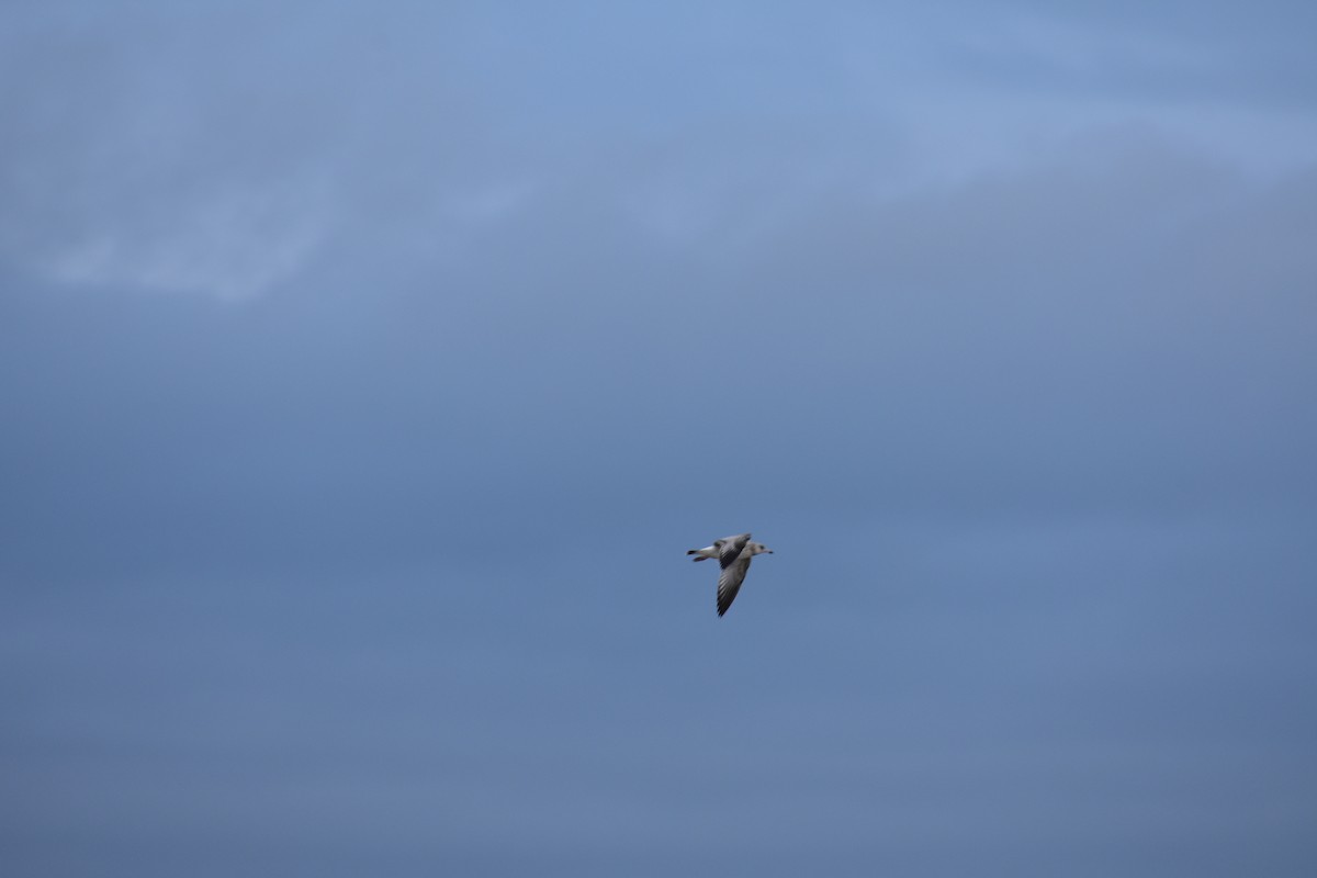 Ring-billed Gull - ML622685617