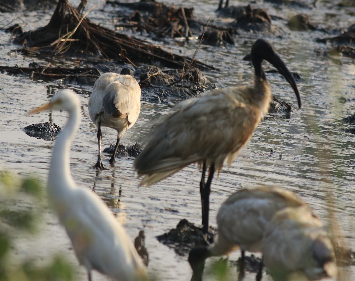 Black-headed Ibis - ML622685660