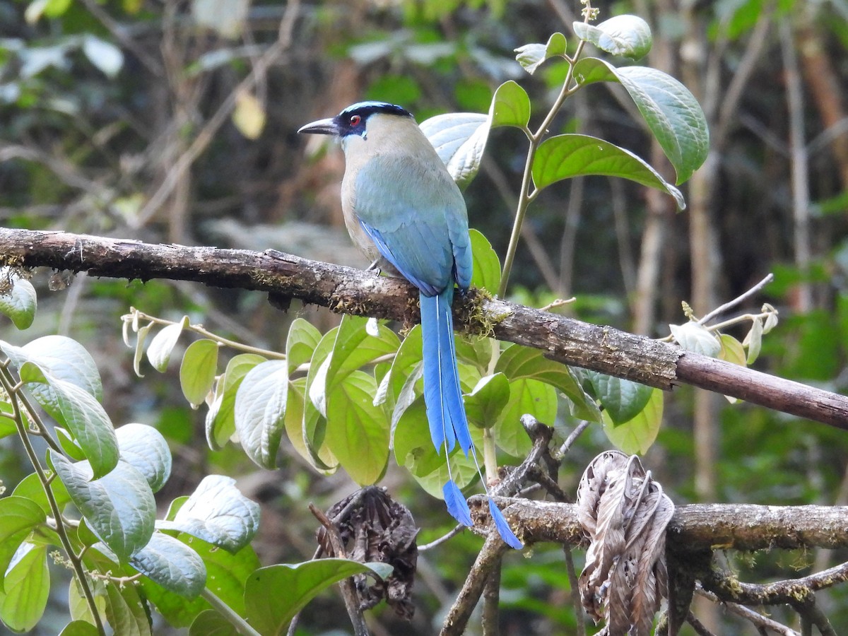 Andean Motmot - ML622685669