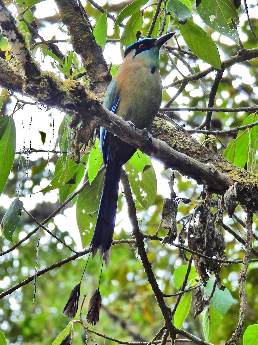 Andean Motmot - ML622685670