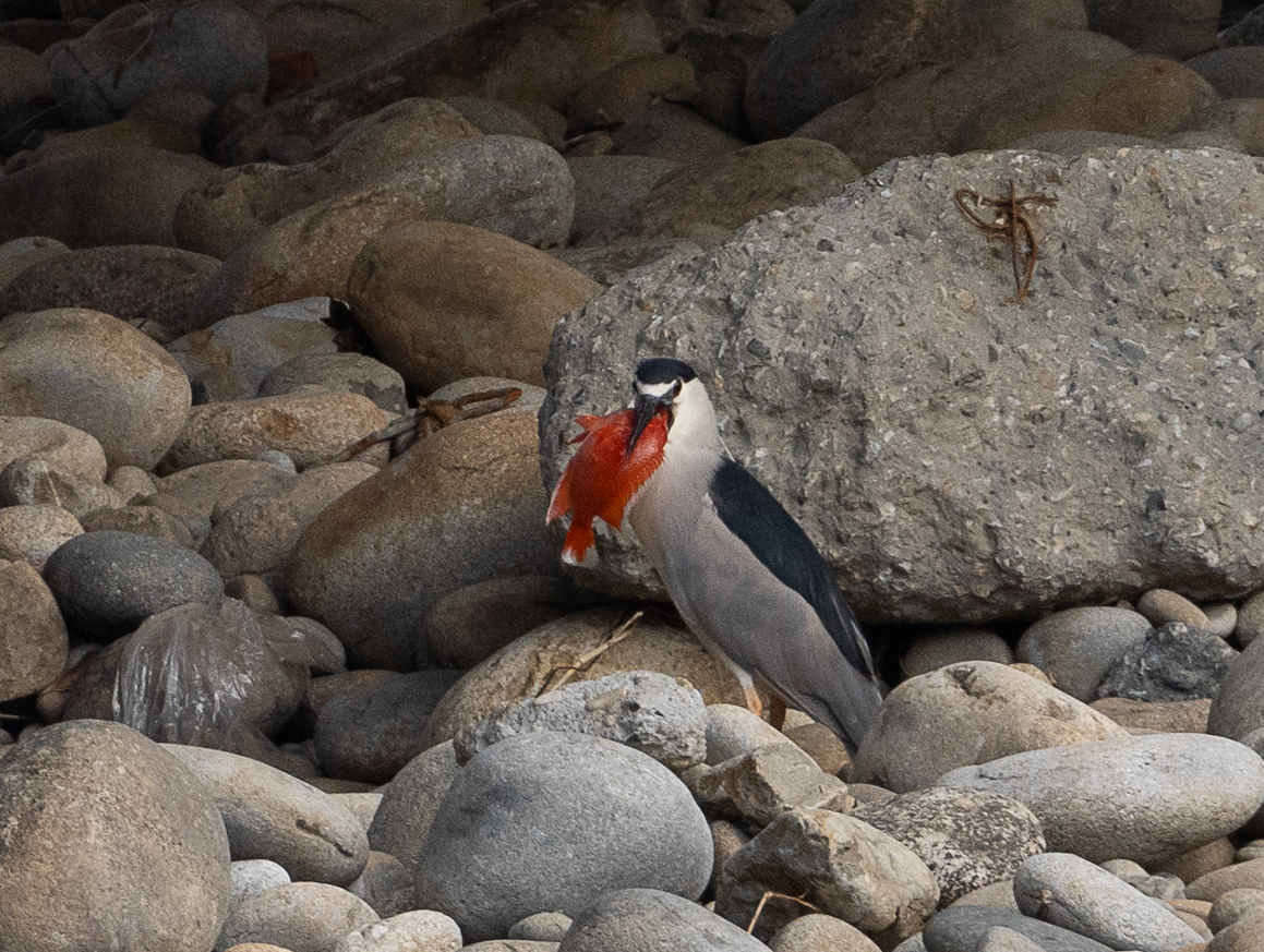 Black-crowned Night Heron - Yulin Shen