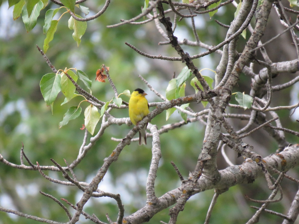 American Goldfinch - ML622685728