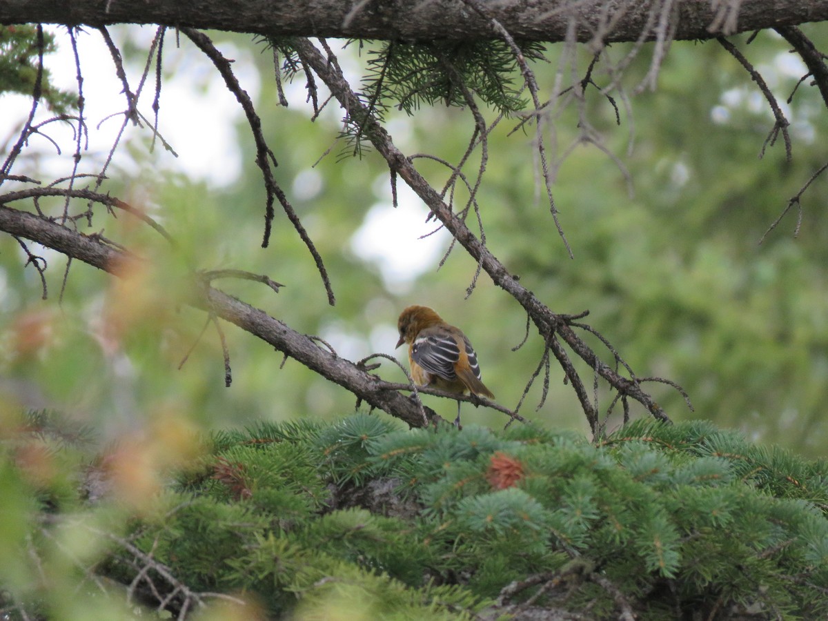 Baltimore Oriole - ML622685738