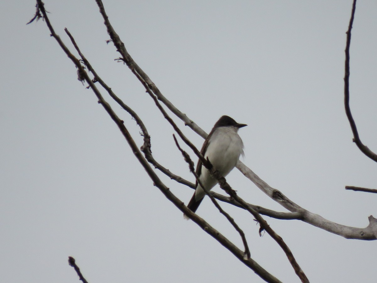 Eastern Kingbird - ML622685753