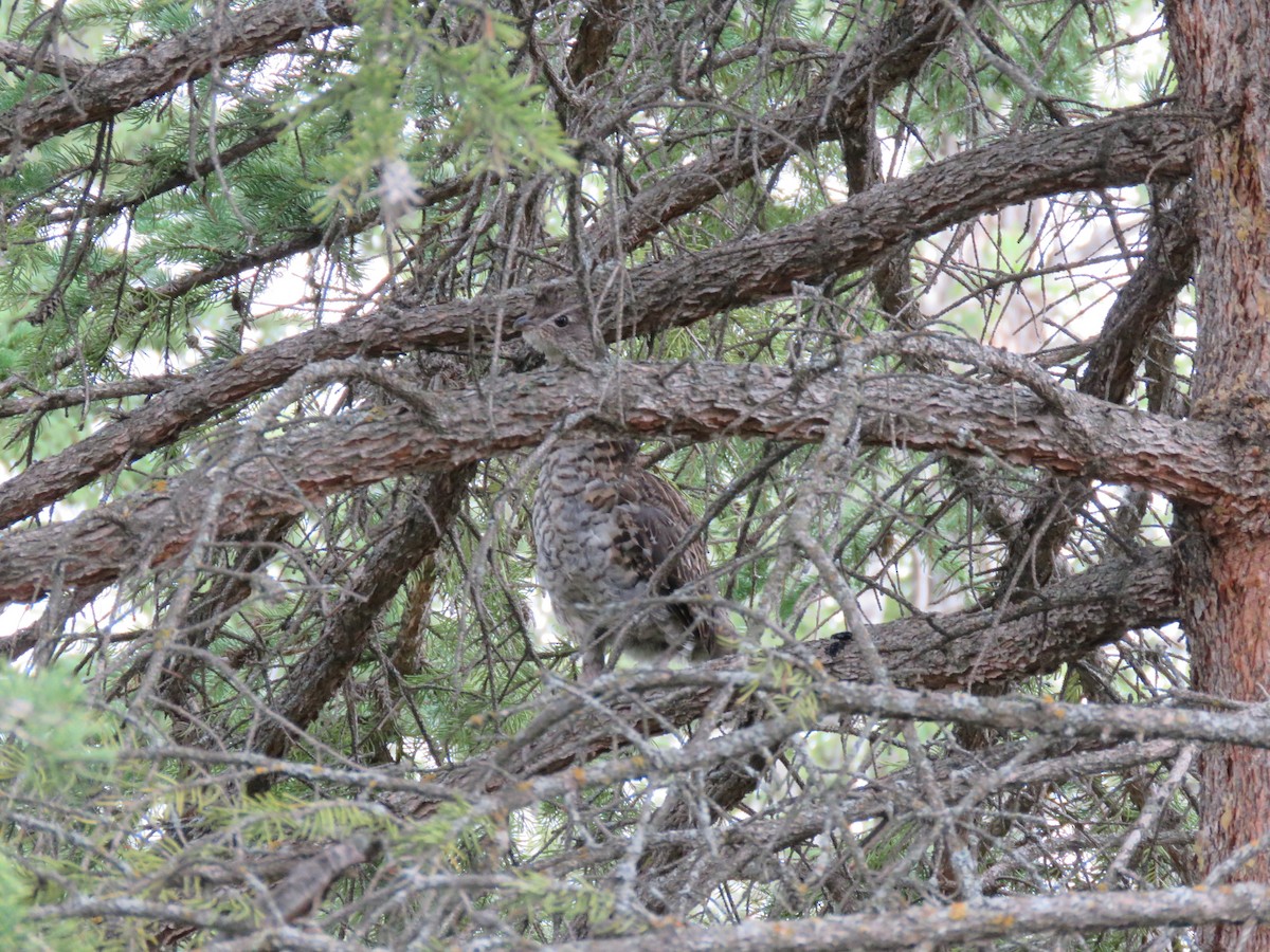 Ruffed Grouse - ML622685757