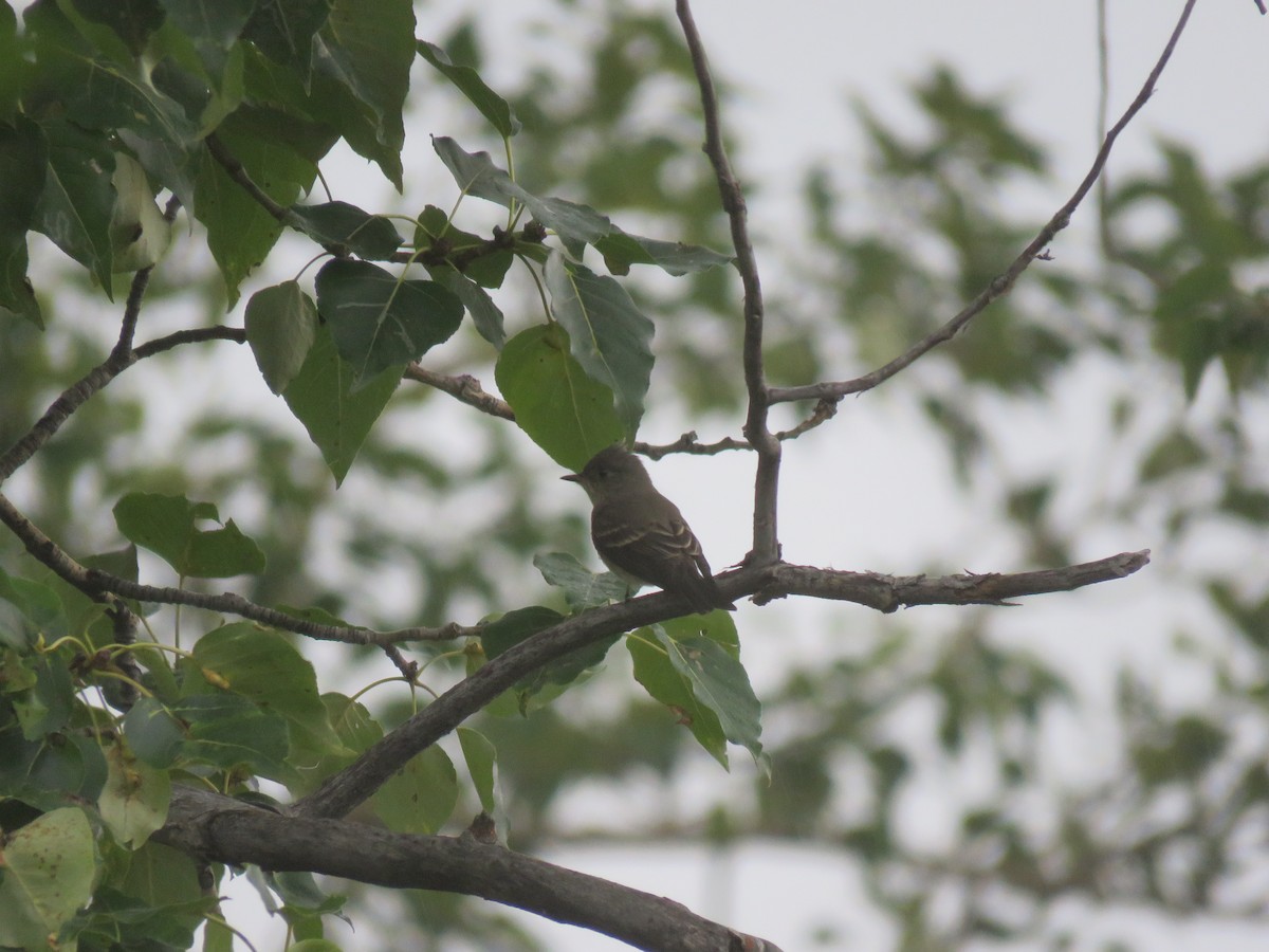 Alder Flycatcher - ML622685767