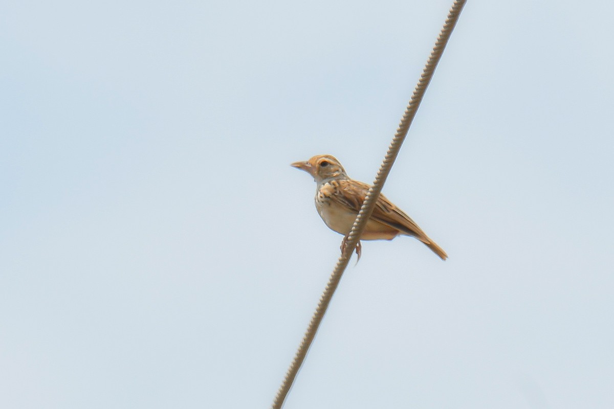 Jerdon's Bushlark - ML622685799