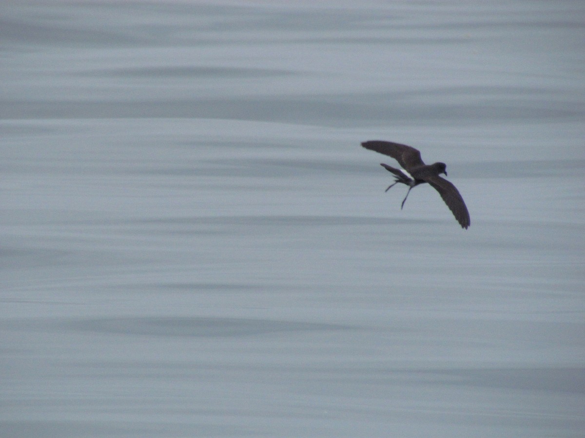 Ekaitz-txori txikia - ML62268581