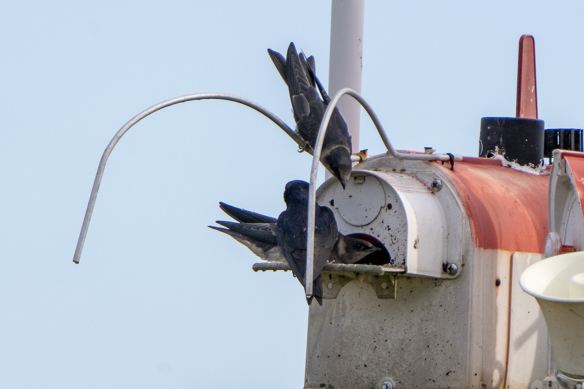 Purple Martin - Steven Hunter