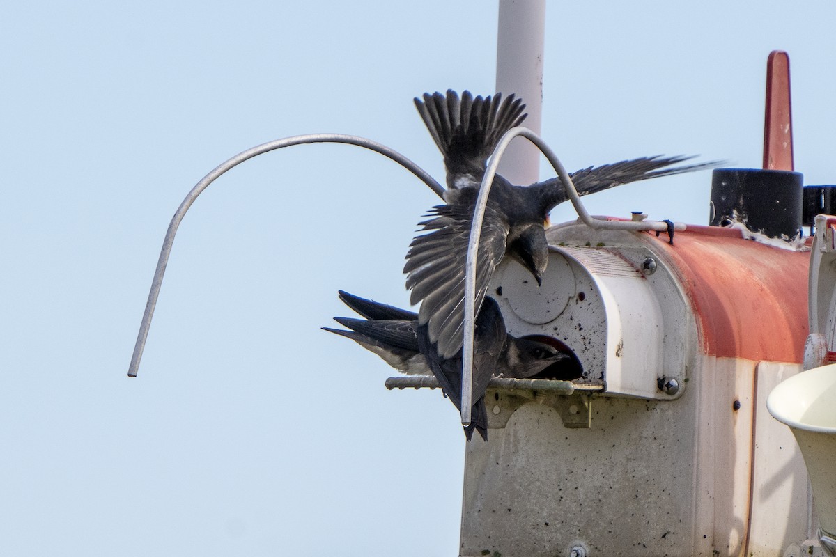 Purple Martin - Steven Hunter