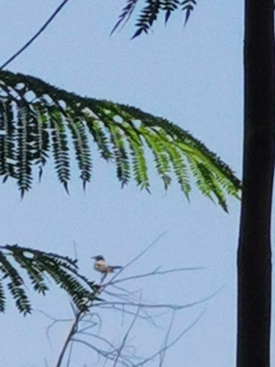 yellow-bellied kingbird sp. - ML622685845