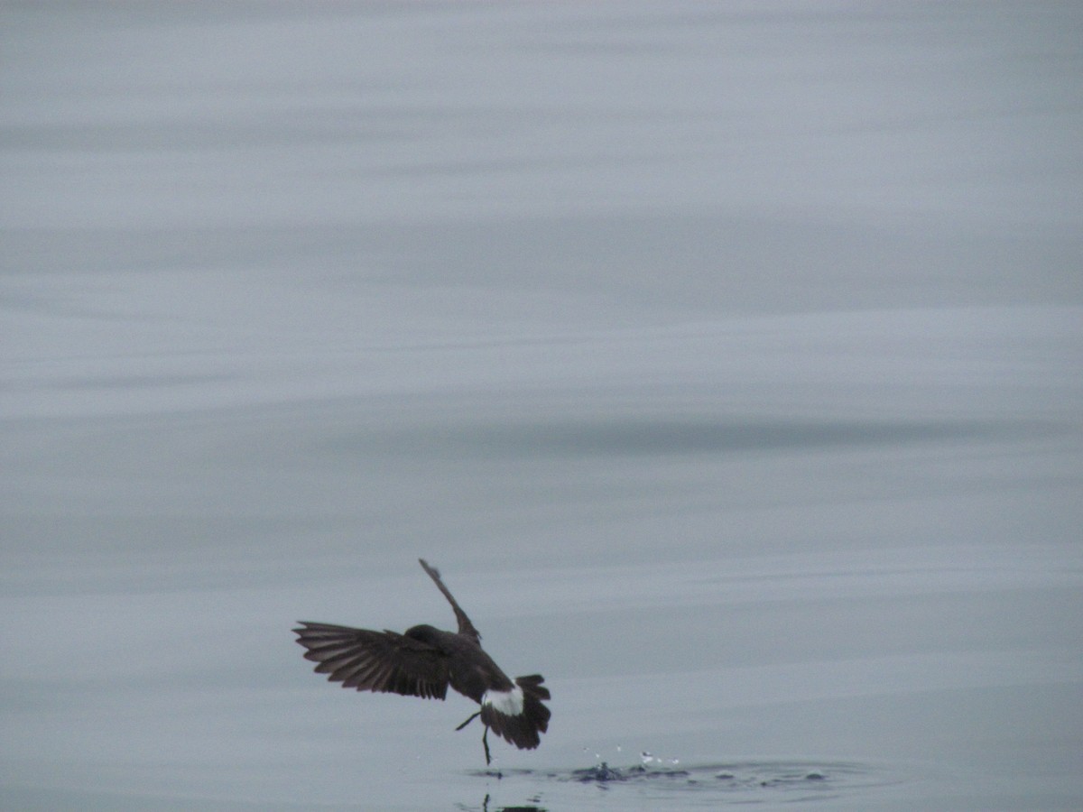 Ekaitz-txori txikia - ML62268591