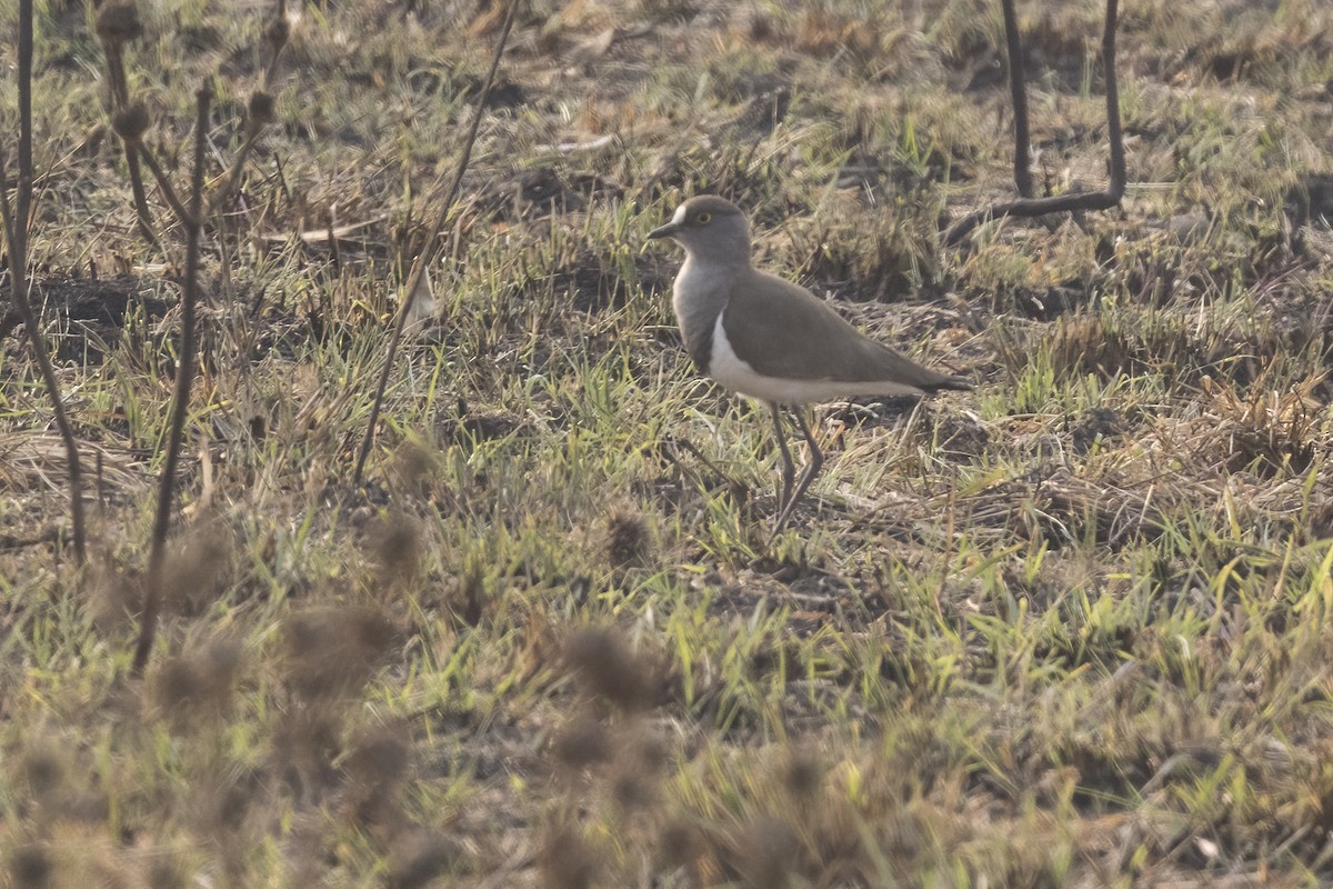 Senegal Lapwing - ML622685953