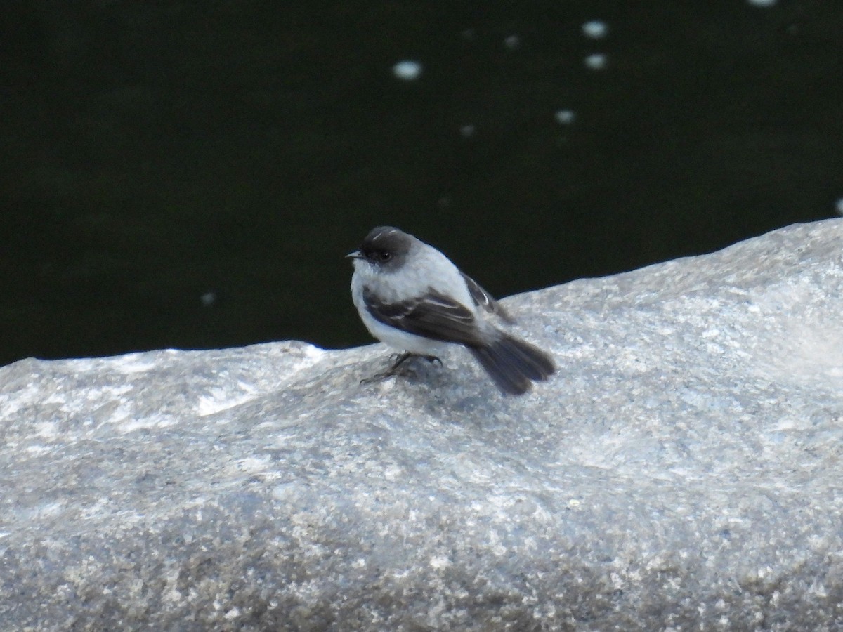 Torrent Tyrannulet - ML622685970