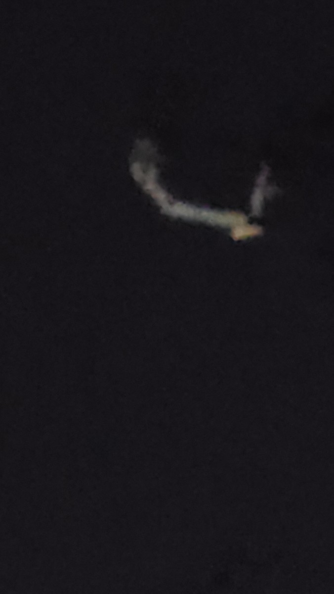 Great Horned Owl - ML622686028