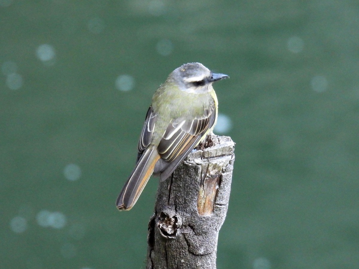 Golden-crowned Flycatcher - ML622686067