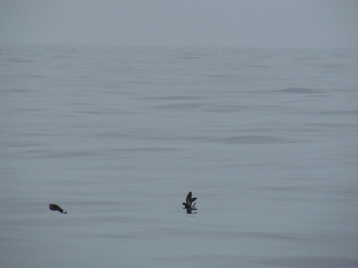 Ekaitz-txori txikia - ML62268611