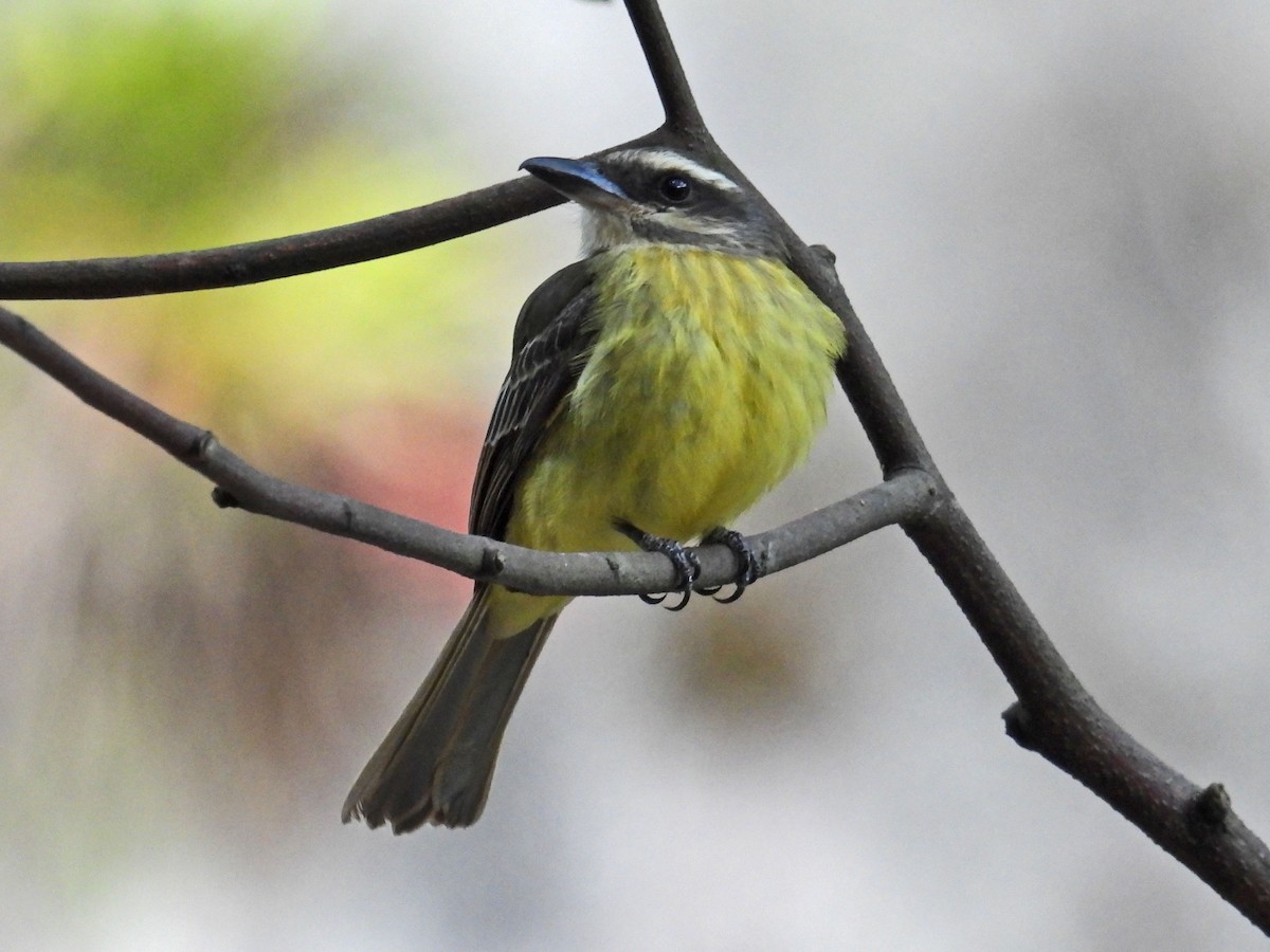 Golden-crowned Flycatcher - ML622686141