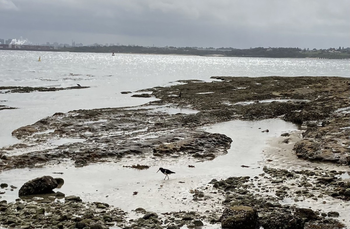 Pied Oystercatcher - ML622686143