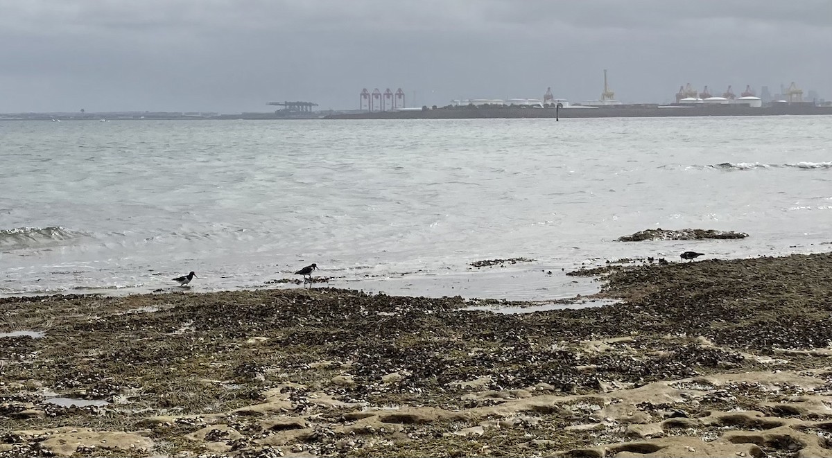 Pied Oystercatcher - ML622686144