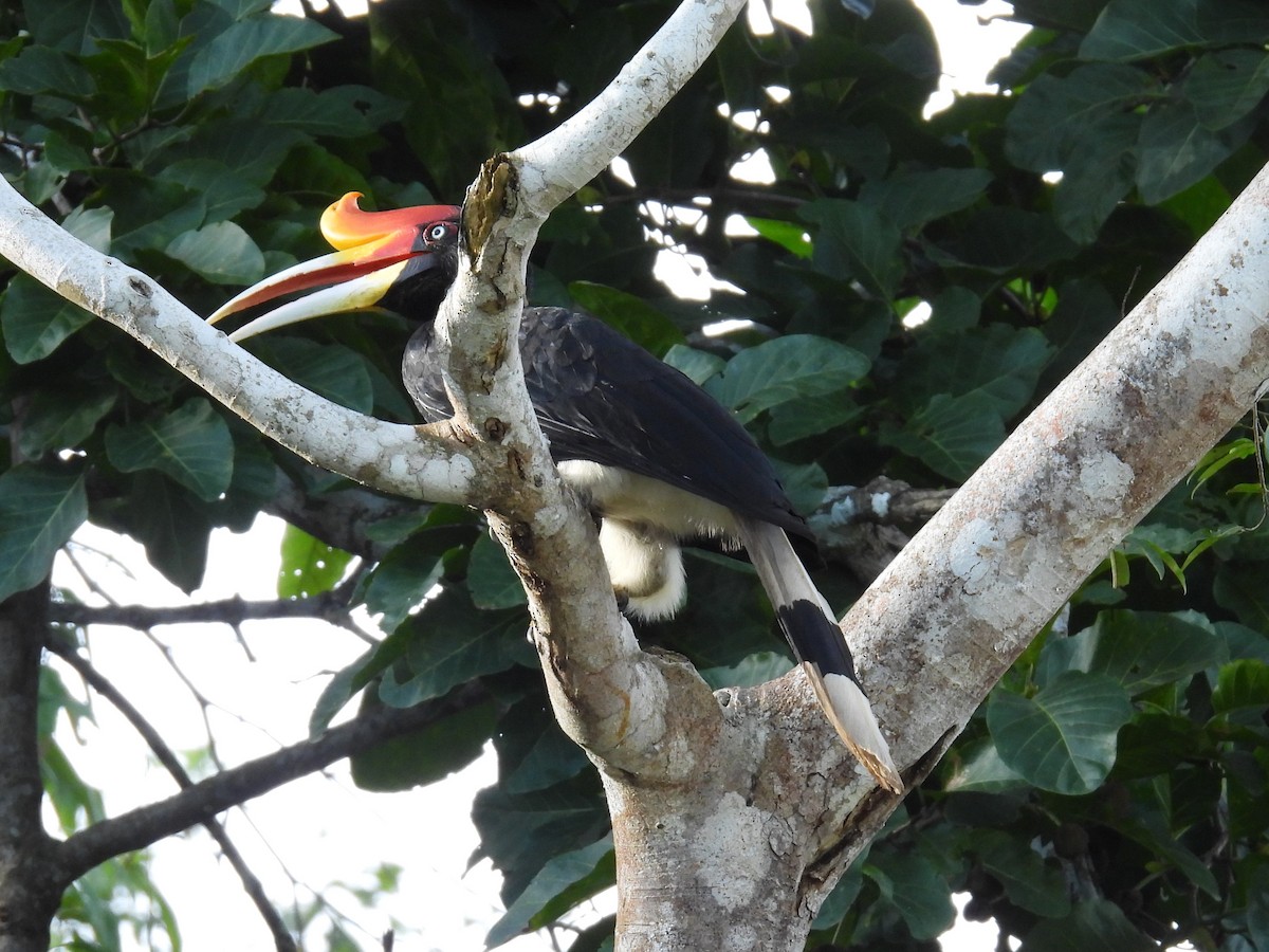 Rhinoceros Hornbill - ML622686195