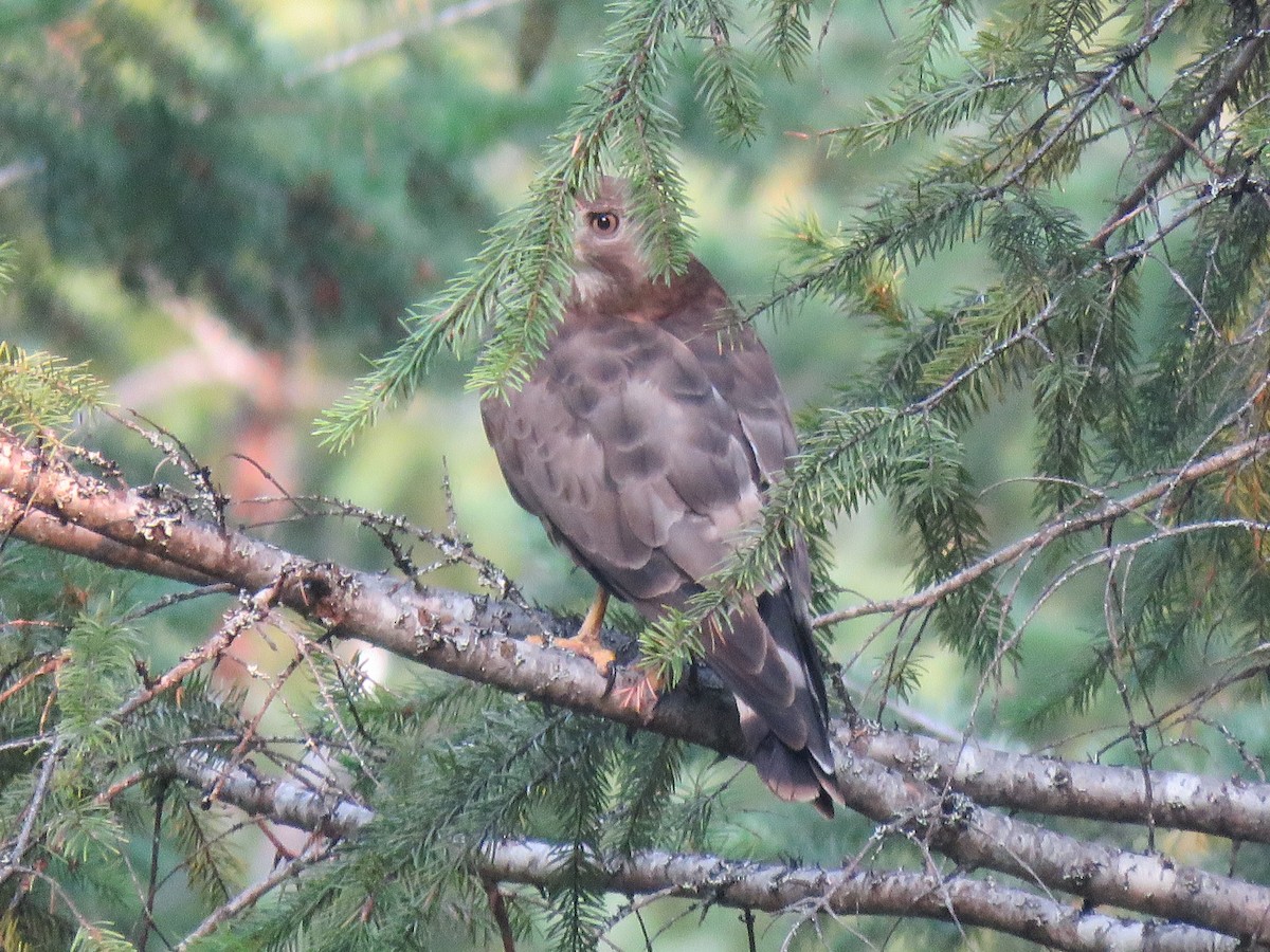 Broad-winged Hawk - ML622686234