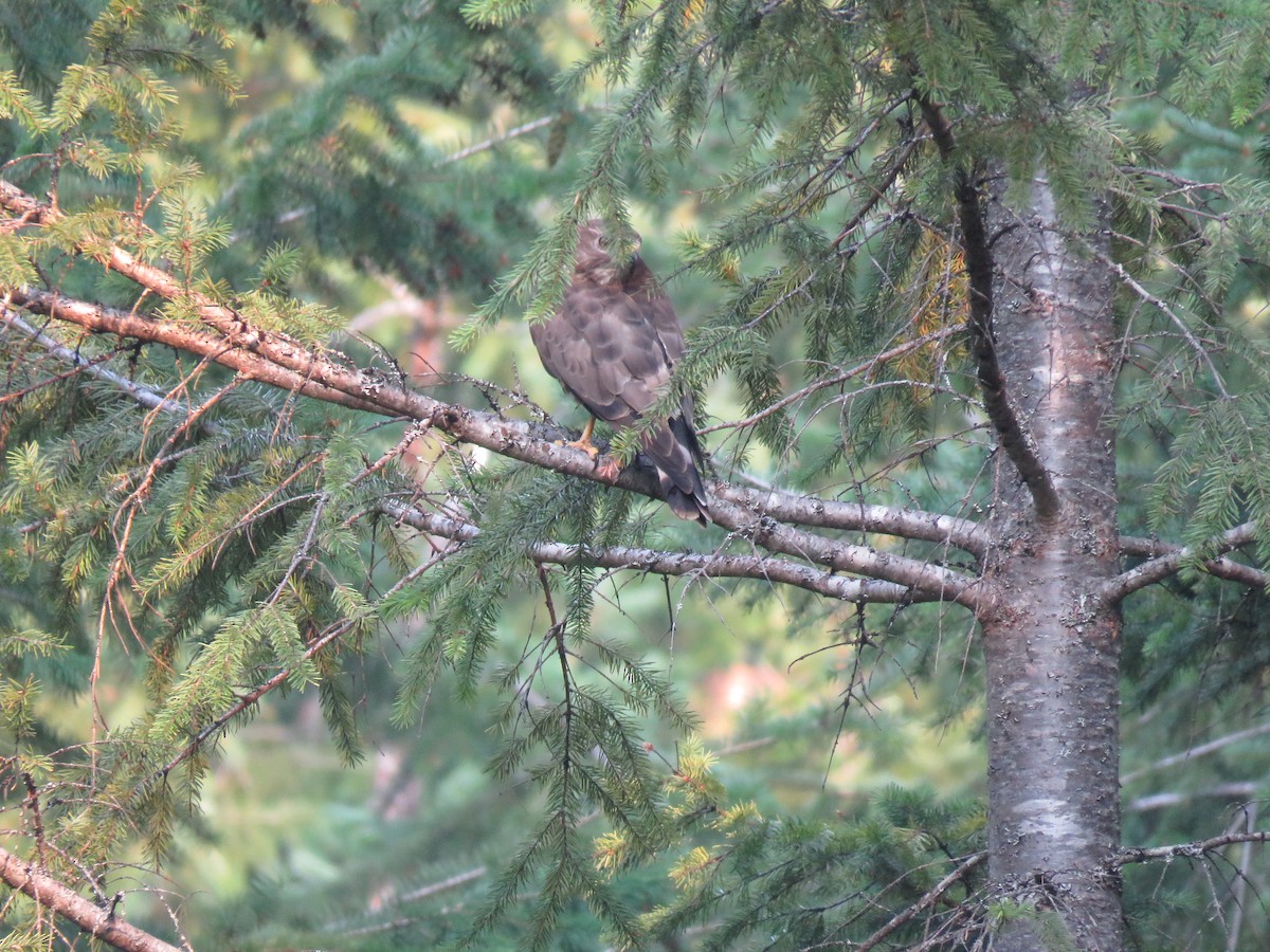 Broad-winged Hawk - ML622686236