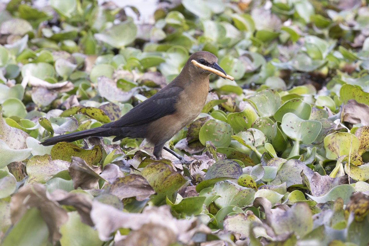 Boat-tailed Grackle - ML622686240