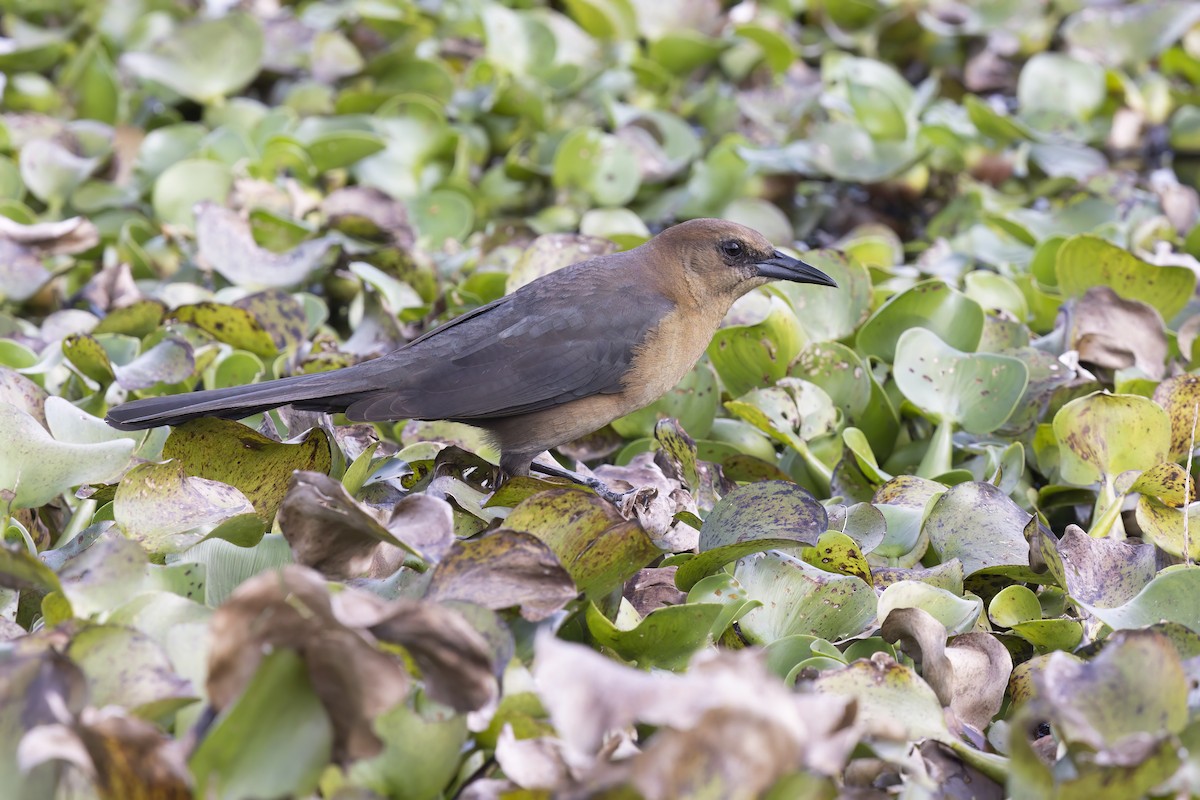 Boat-tailed Grackle - ML622686241