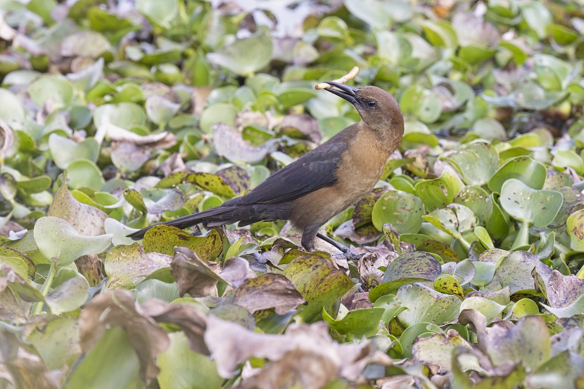 Boat-tailed Grackle - ML622686242