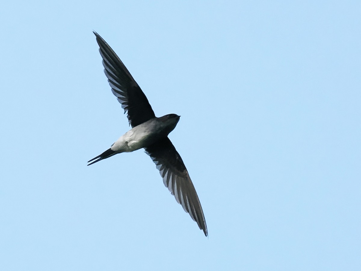 Gray-rumped Treeswift - ML622686267