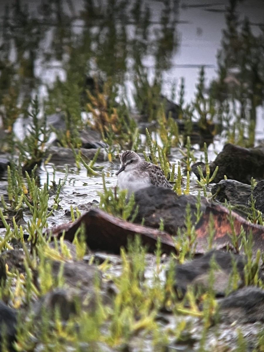 Semipalmated Sandpiper - ML622686270