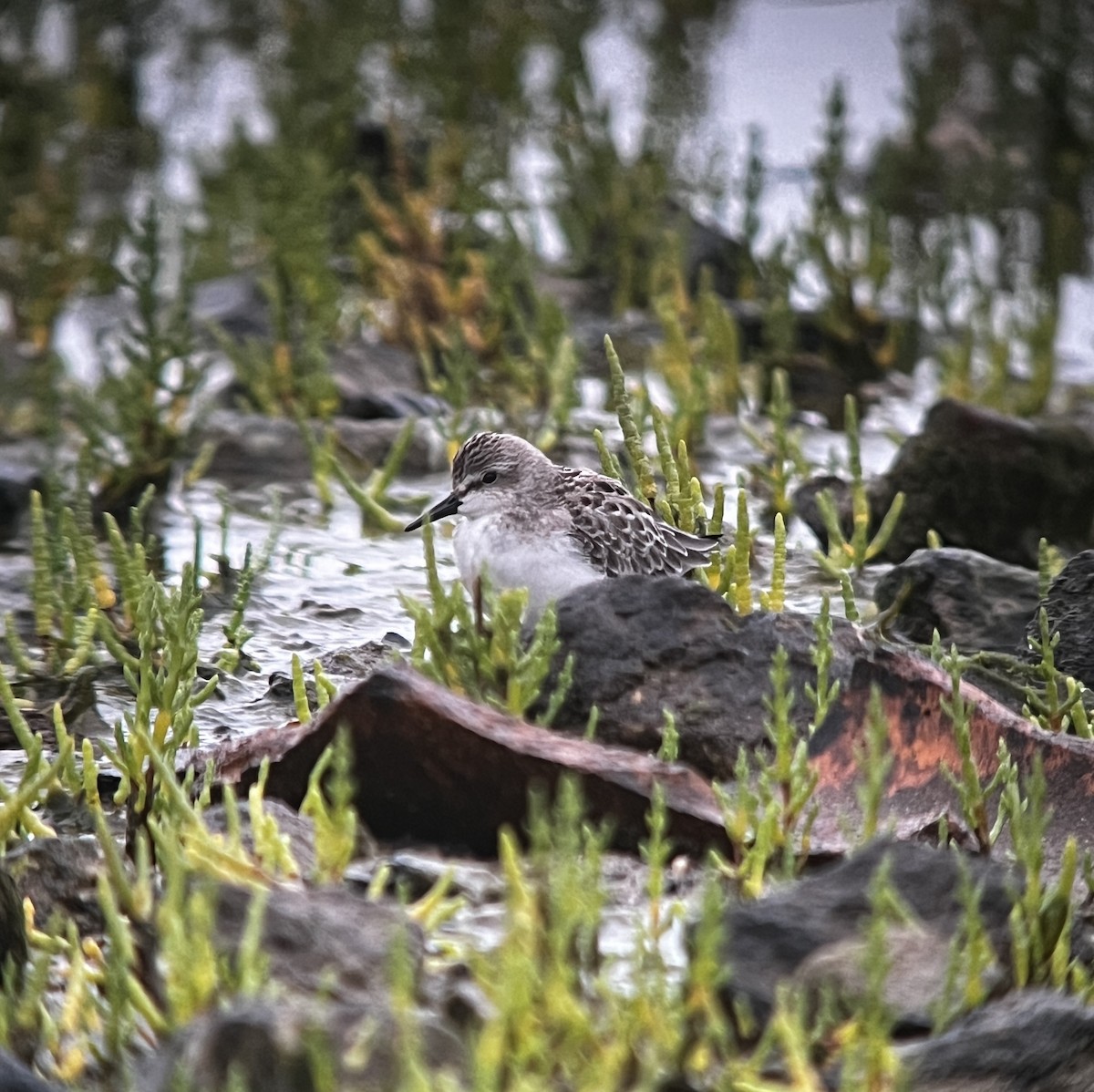 Semipalmated Sandpiper - ML622686284