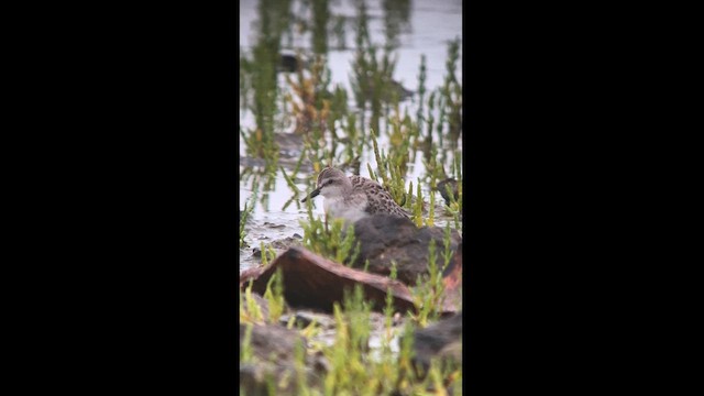 Semipalmated Sandpiper - ML622686287