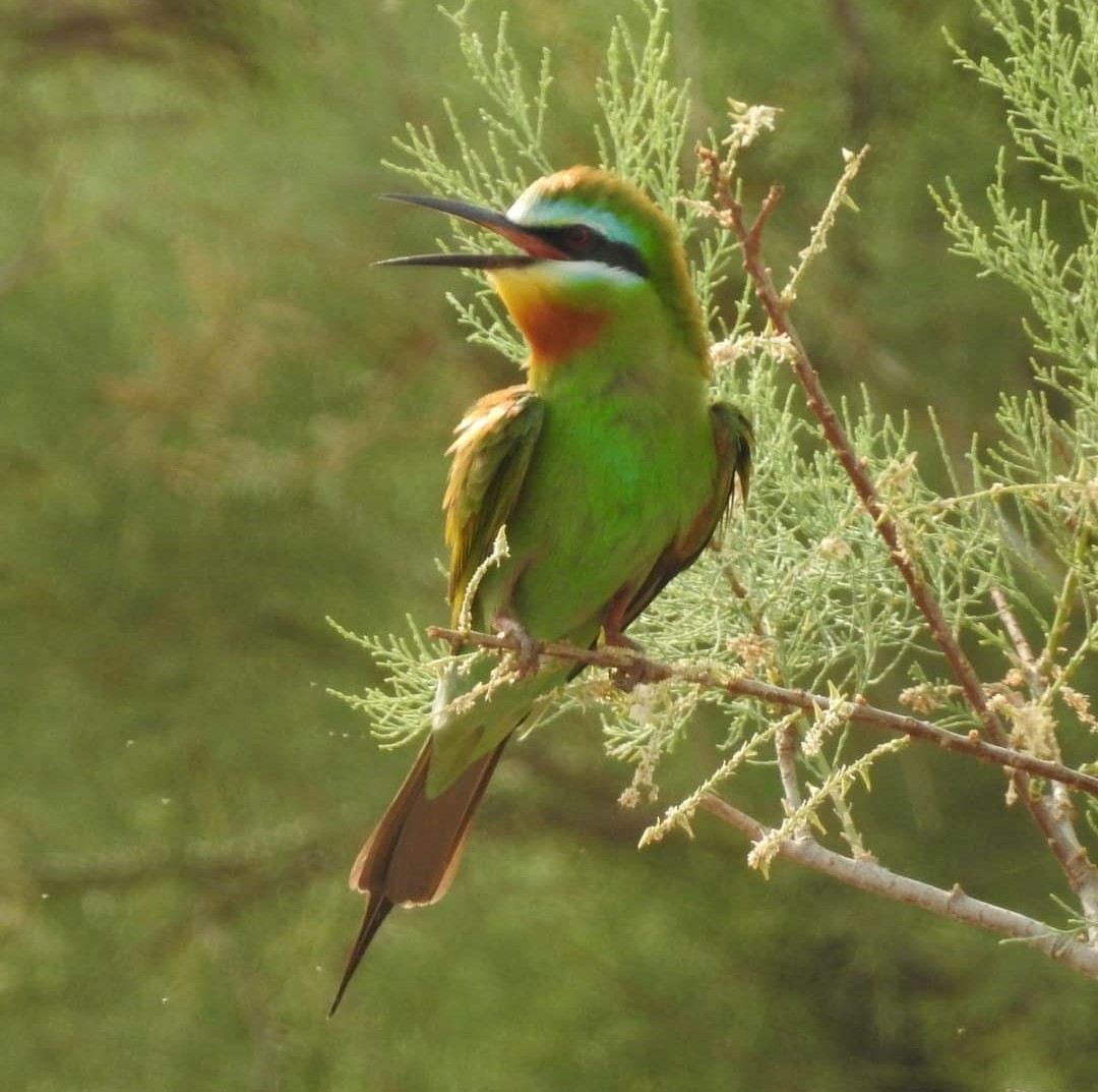 Blue-cheeked Bee-eater - ML622686291